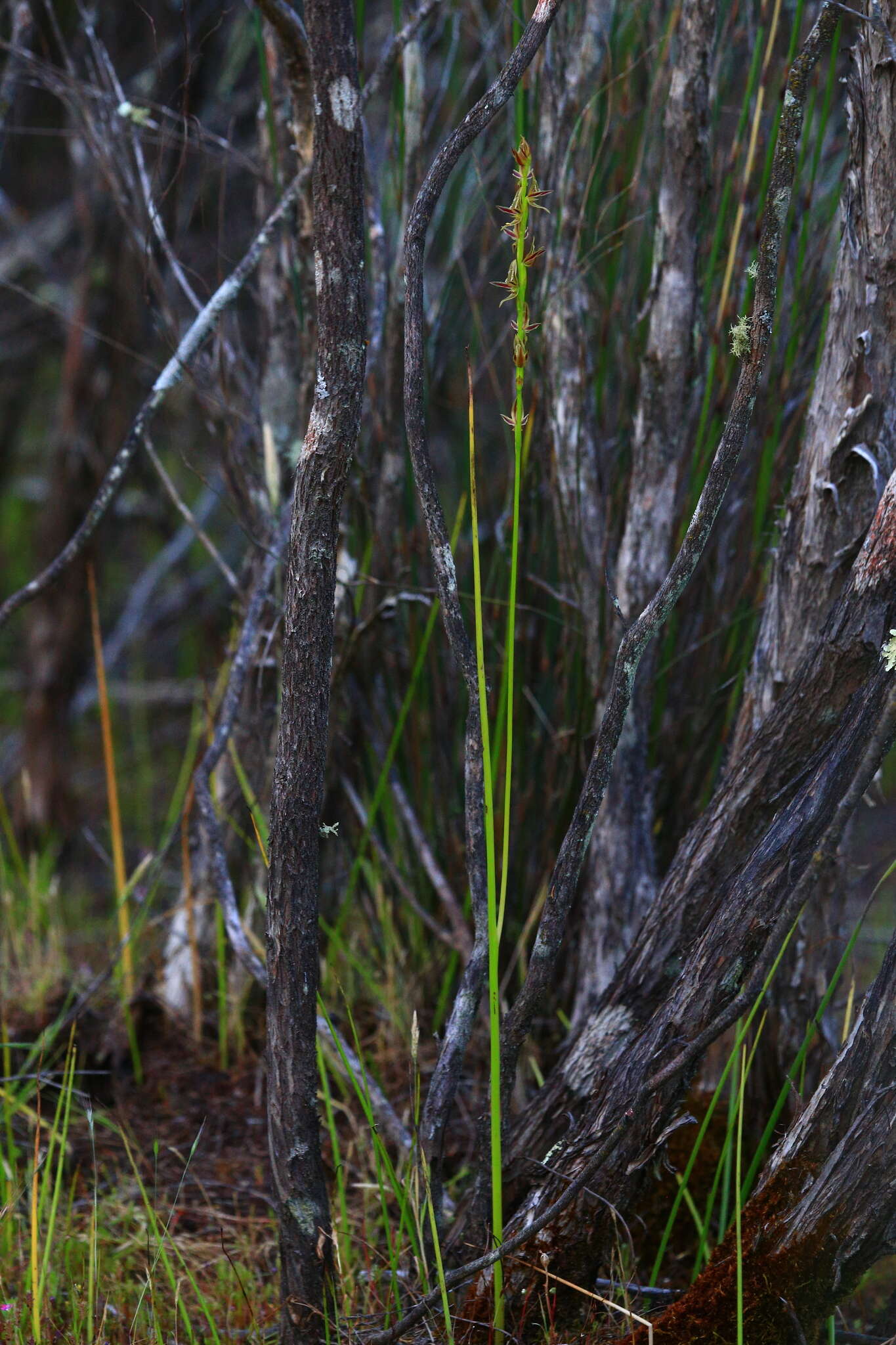 Image of Swamp leek orchid