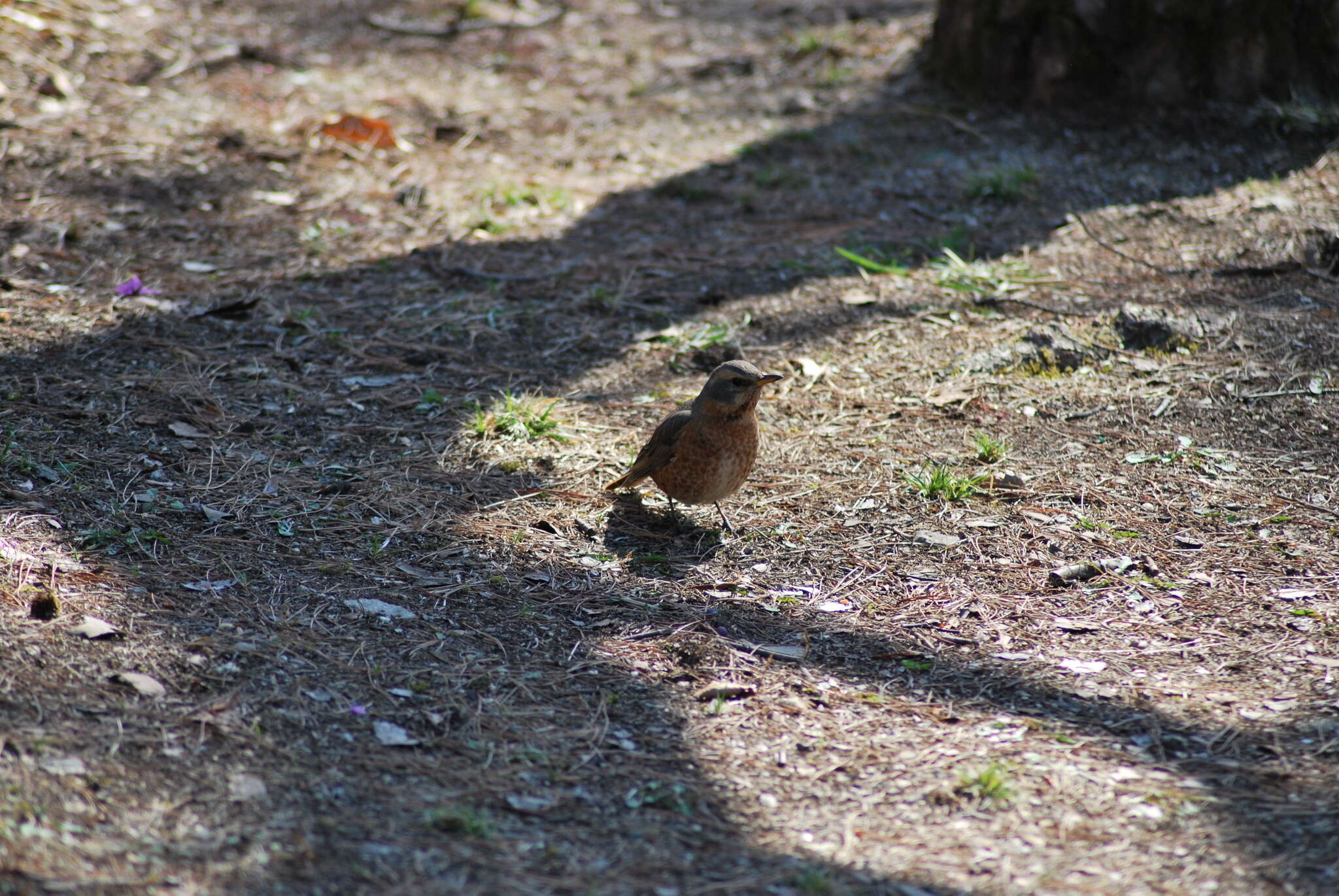 Image of Dusky Thrush