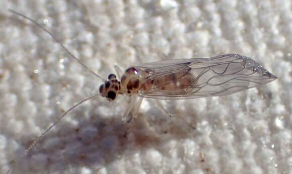 Dasydemellidae resmi