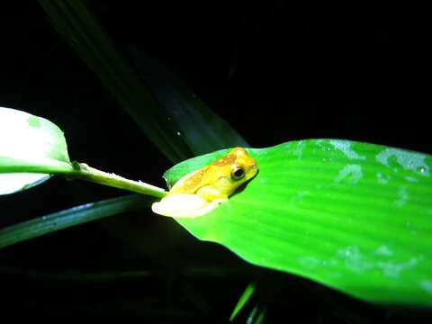 Image of Hourglass Treefrog