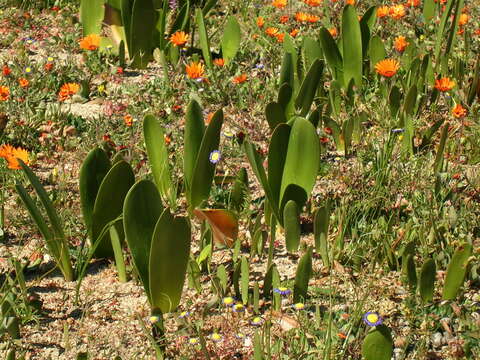 Image of Haemanthus amarylloides subsp. polyanthus Snijman