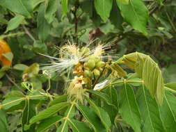 Image of Inga vera subsp. eriocarpa (Benth.) Leon