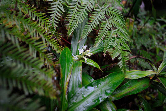 Image de Pollia crispata (R. Br.) Benth.