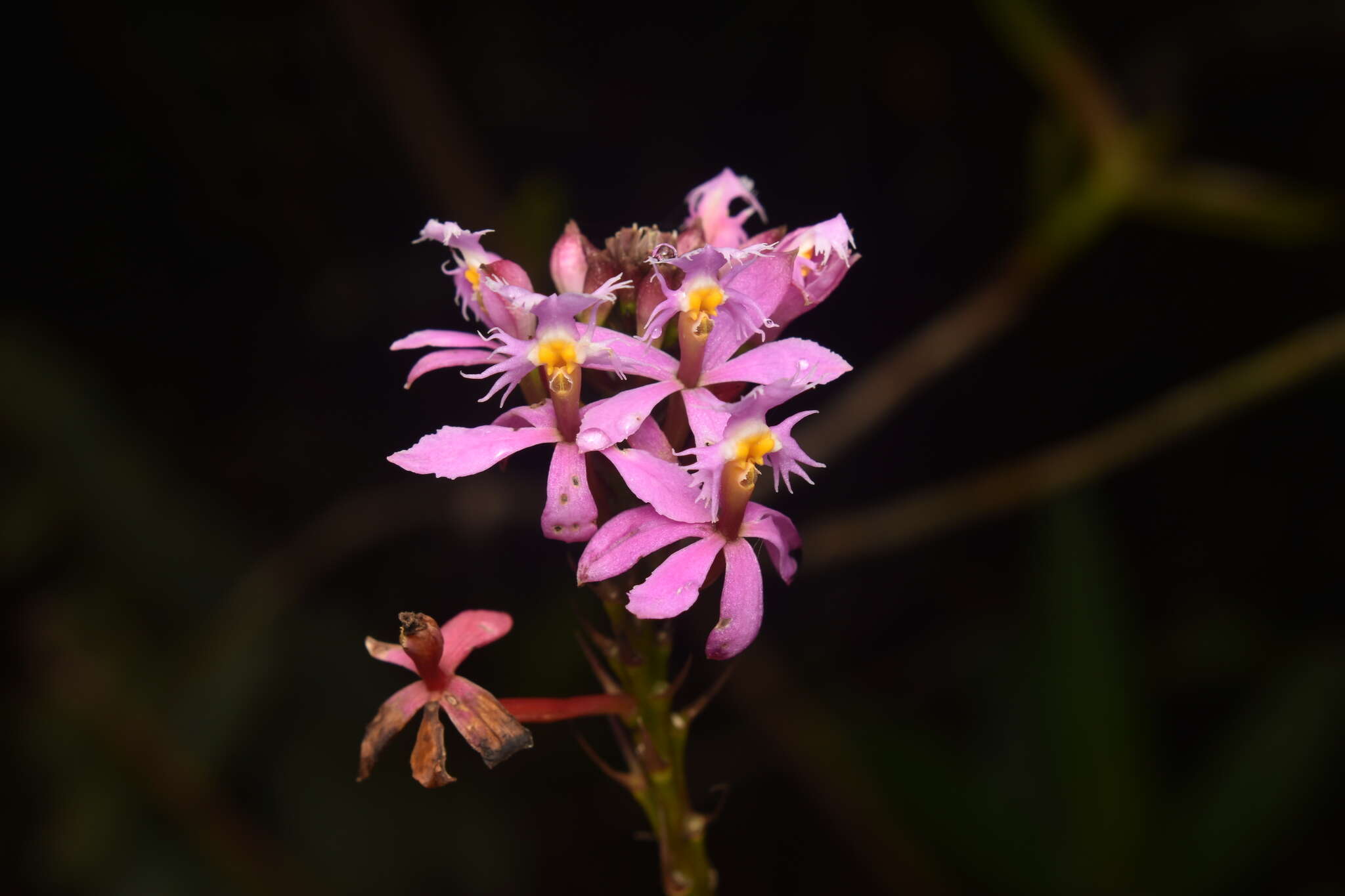 Image of Epidendrum arachnoglossum Rchb. fil. ex André