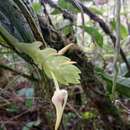 Image of Thrixspermum platystachys (F. M. Bailey) Schltr.