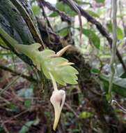 Image de Thrixspermum platystachys (F. M. Bailey) Schltr.