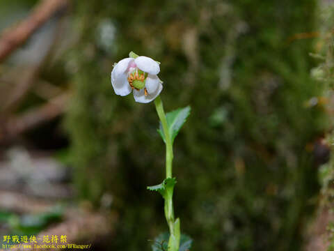 Image of Chimaphila japonica Miq.