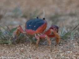 Image of Gecarcinus lateralis (Guérin 1832)