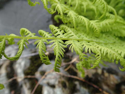 Imagem de Amauropelta nevadensis (Baker) S. E. Fawc. & A. R. Sm.