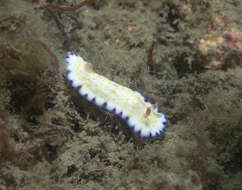 Image of Pale gold and purple slug