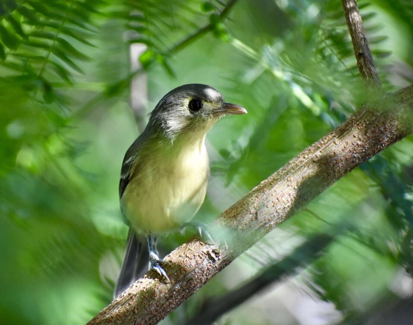 Image of Cuban Vireo