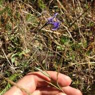 Plancia ëd Lobelia irasuensis Planch. & Oerst.