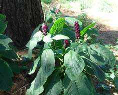 Image of Phytolacca acinosa Roxb.