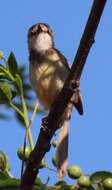 Image of Prinia flavicans flavicans (Vieillot 1821)