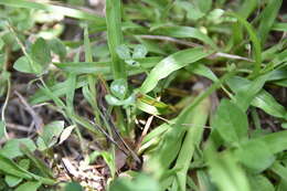 Image of Leaf miner moth