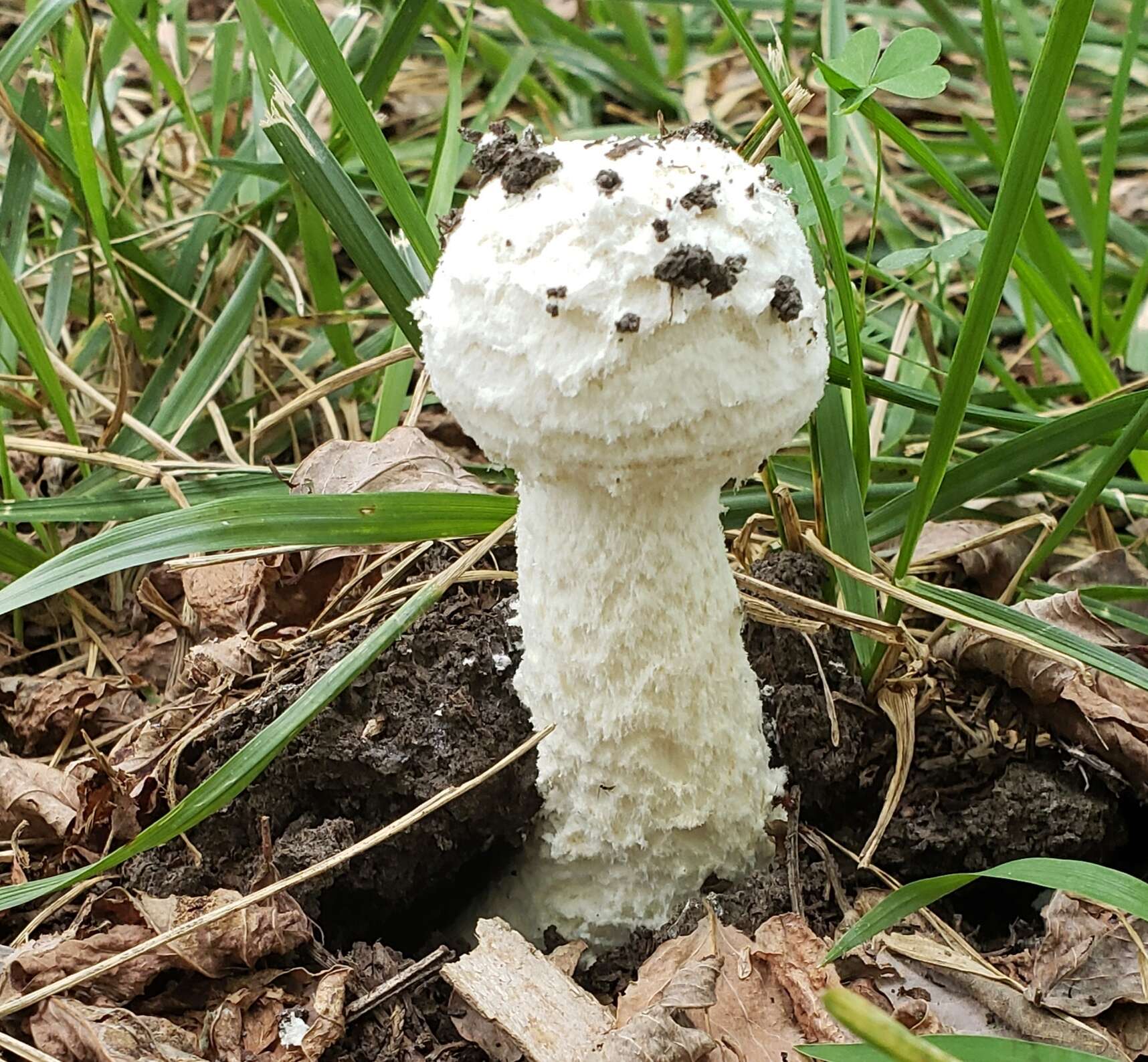 Слика од Saproamanita thiersii (Bas) Redhead, Vizzini, Drehmel & Contu 2016