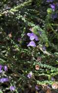 Image of Eremophila gibbifolia (F. Muell.) F. Muell.