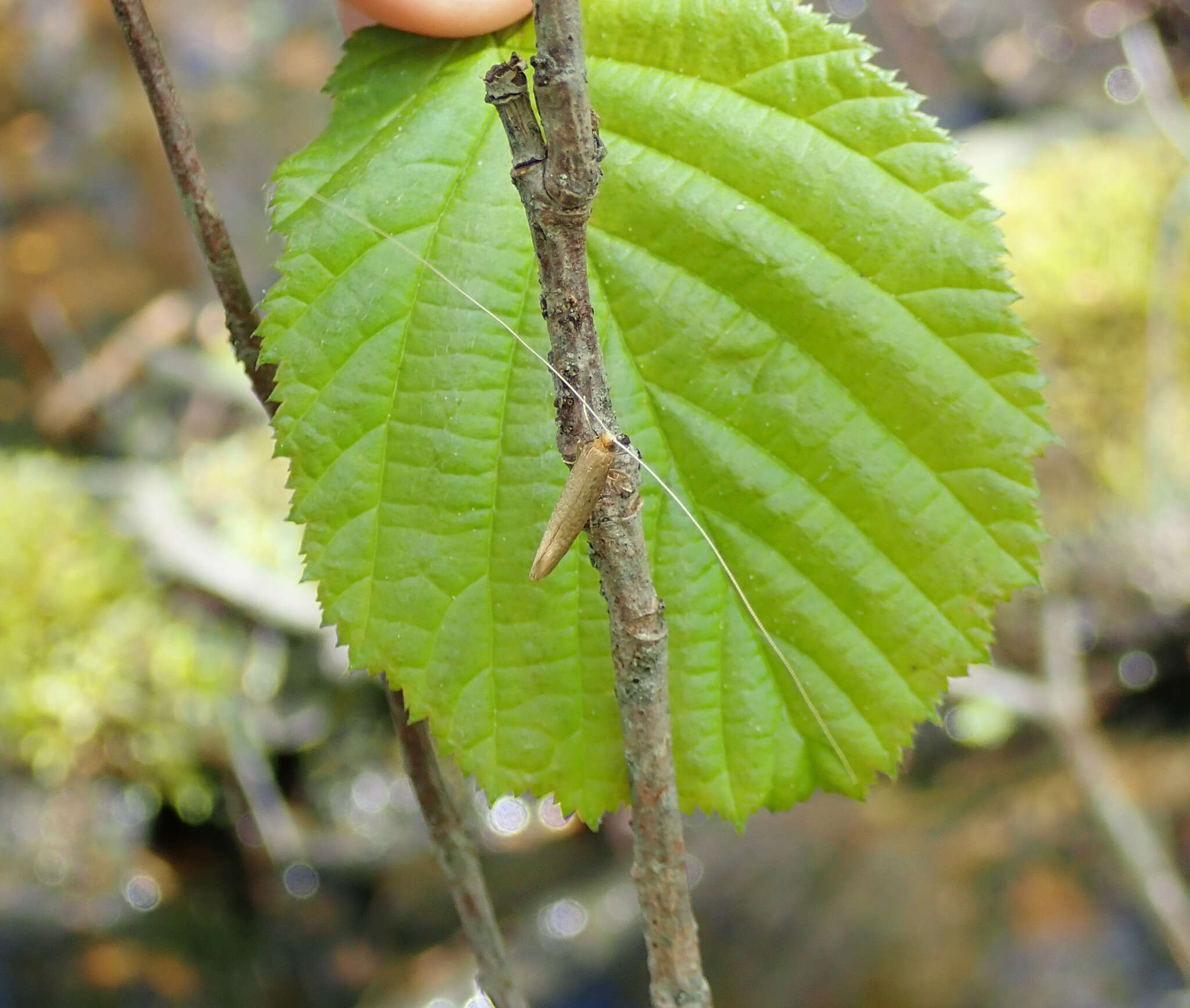 Image de Nematopogon swammerdamella Linnaeus 1758