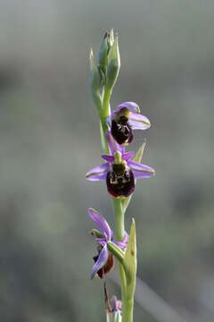 Image of Ophrys fuciflora subsp. elatior (Paulus) R. Engel & P. Quentin