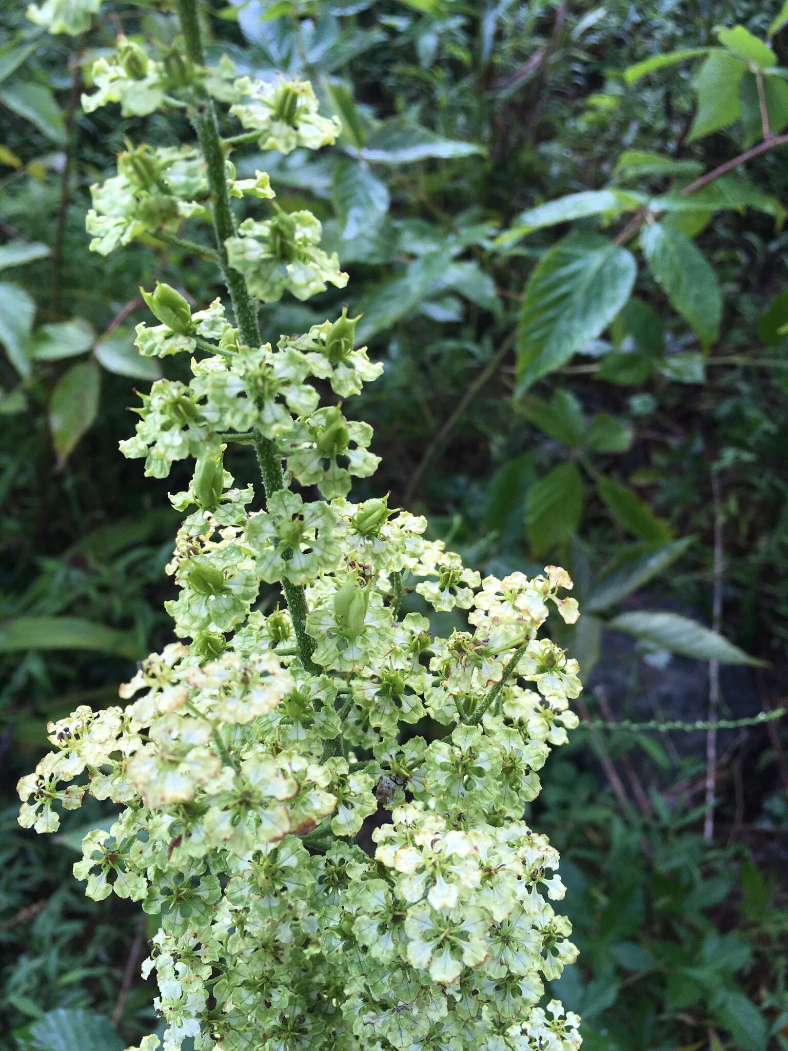 Sivun Veratrum hybridum (Walter) J. H. Zimmerman ex Zomlefer kuva