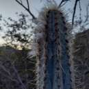 Image de Pilosocereus pachycladus subsp. pachycladus