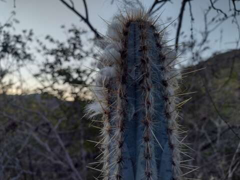 Imagem de Pilosocereus pachycladus subsp. pachycladus