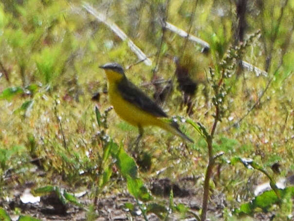 Image of Western Yellow Wagtail