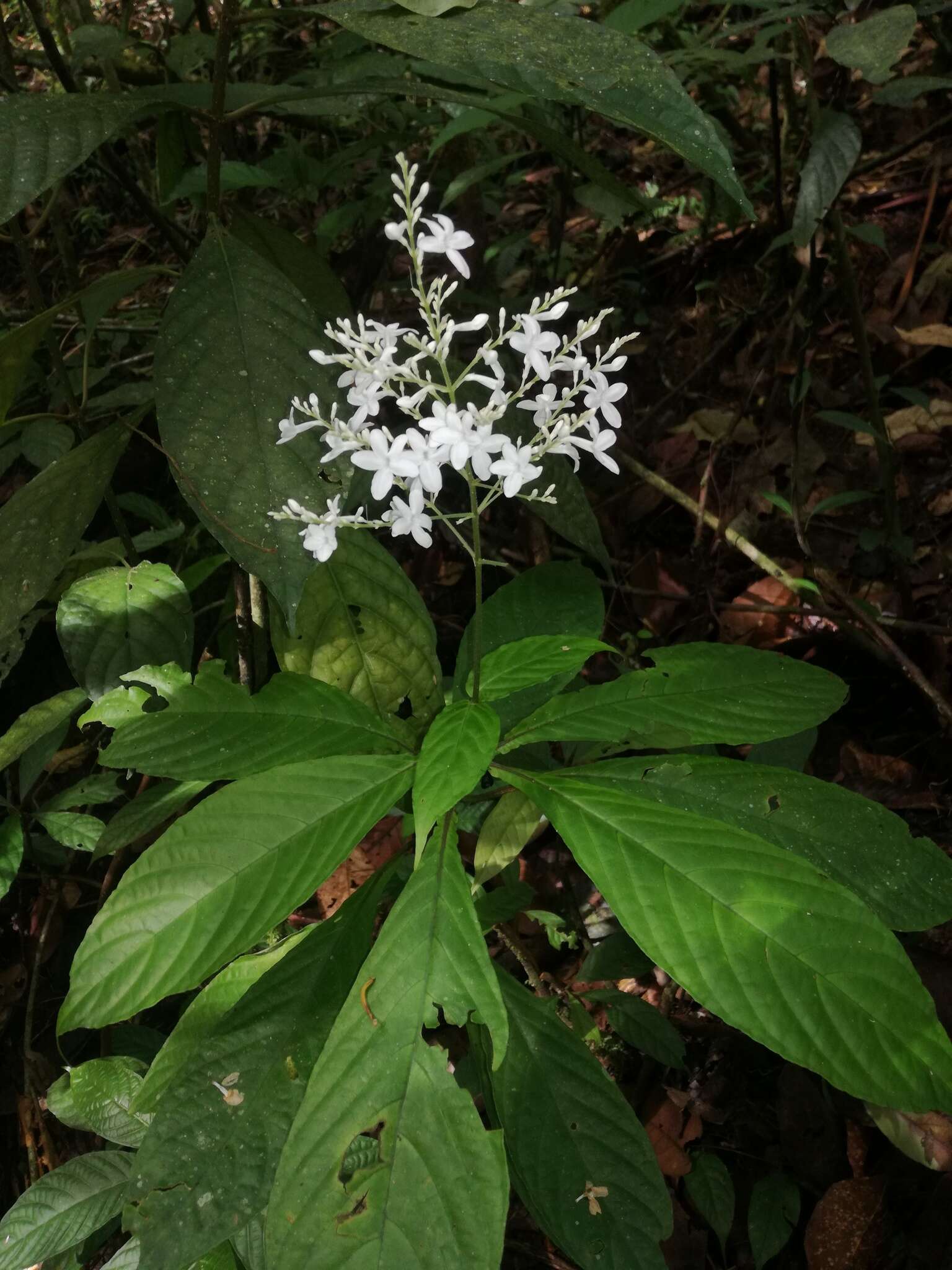 Imagem de Gonzalagunia hirsuta (Jacq.) K. Schum.