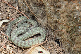 Image of Kanburi Pit Viper