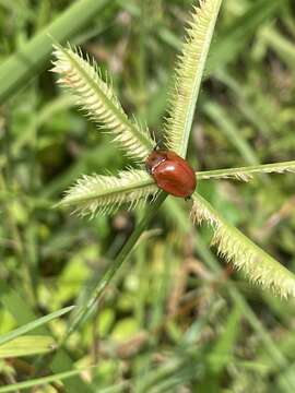 Image of Tortoise beetle