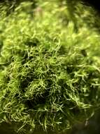 Image of dicranum moss