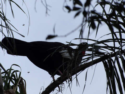 Image of Black Fronted Curassow