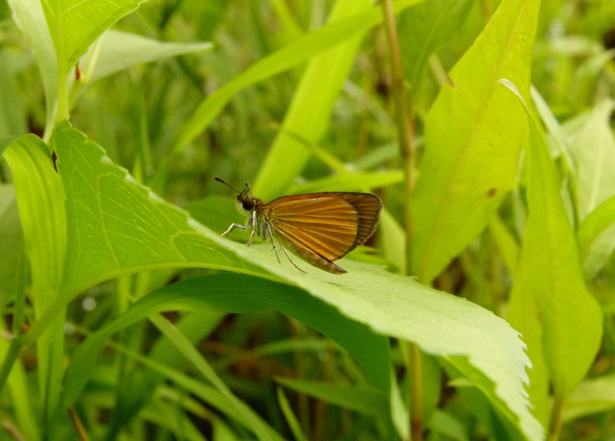 Image of Least Skipper