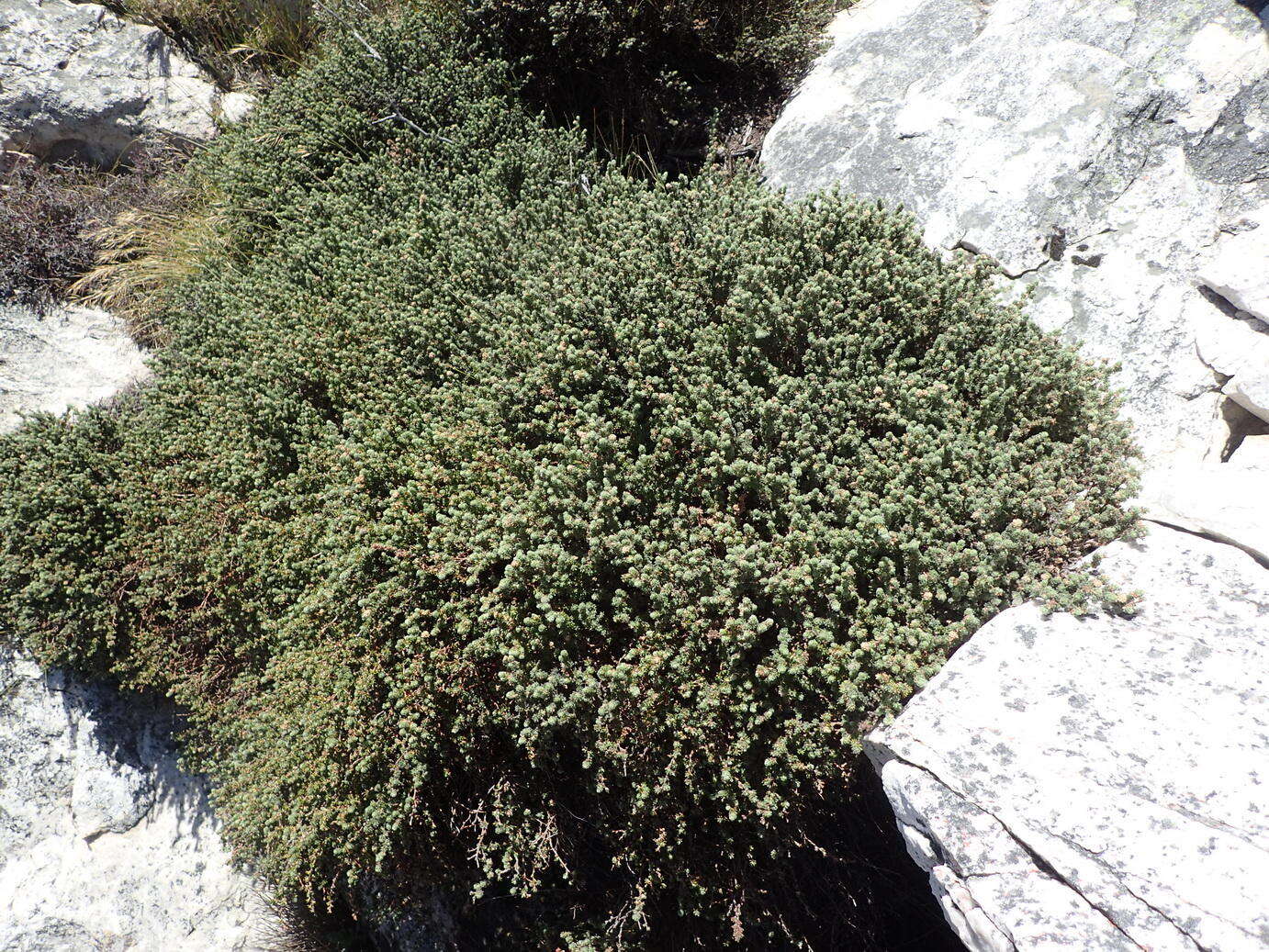 Image of Cliffortia eriocephalina Cham.