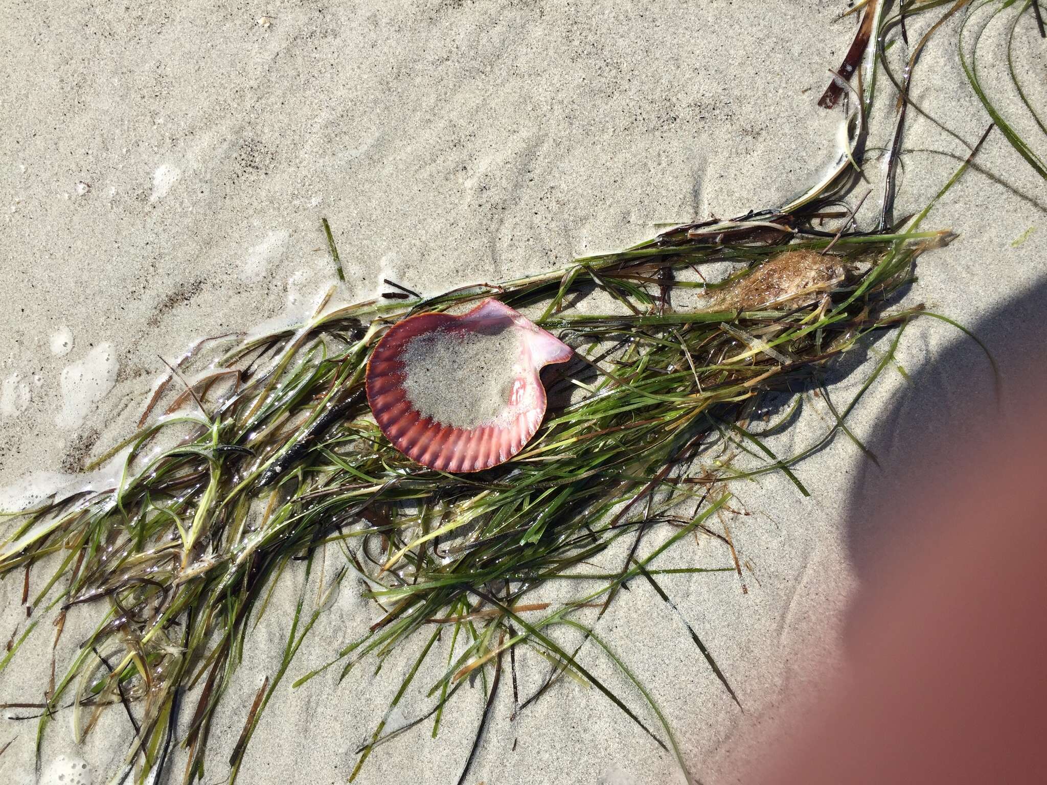 Image of austral scallop