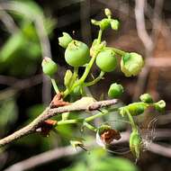 Image of Hairy-Twig Huckleberry