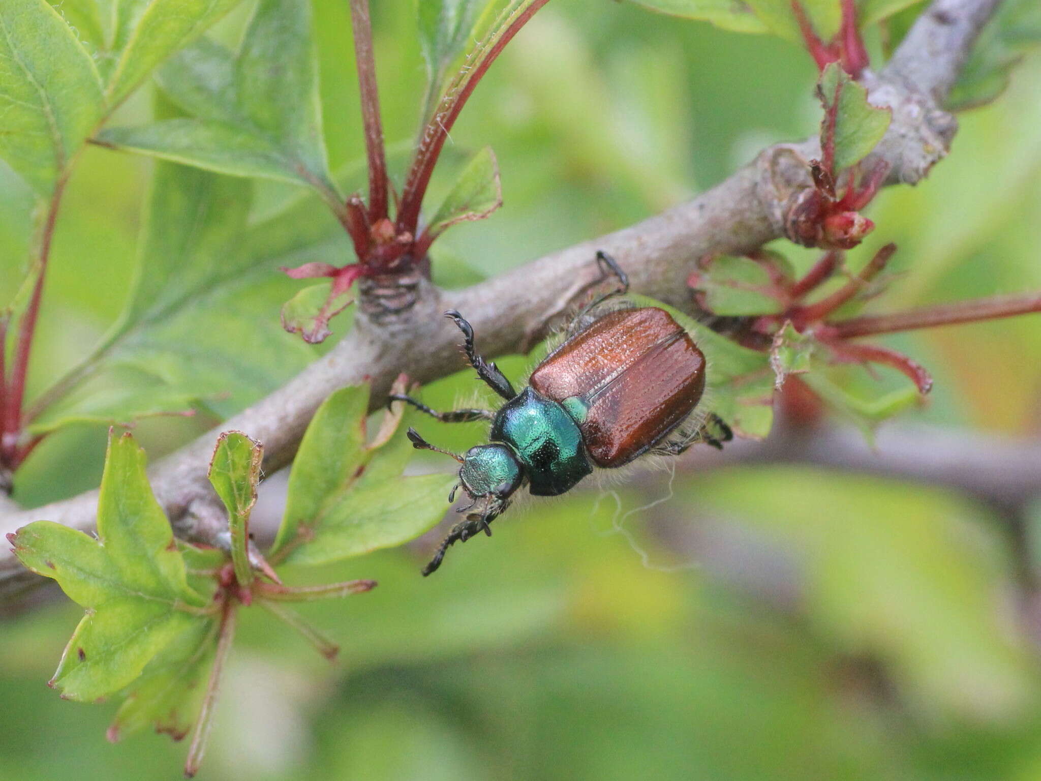 Image of Phyllopertha