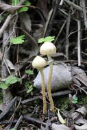 Image of Leratiomyces magnivelaris (Peck) Bridge & Spooner 2008