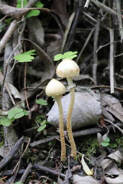 Слика од Leratiomyces magnivelaris (Peck) Bridge & Spooner 2008