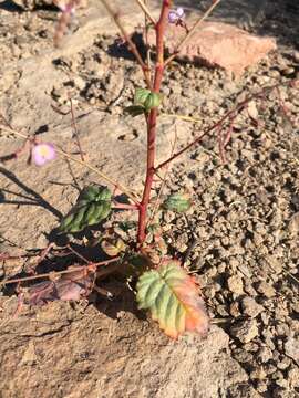 Image of Shockley's evening primrose