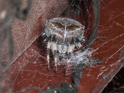 Imagem de Araneus tartaricus (Kroneberg 1875)