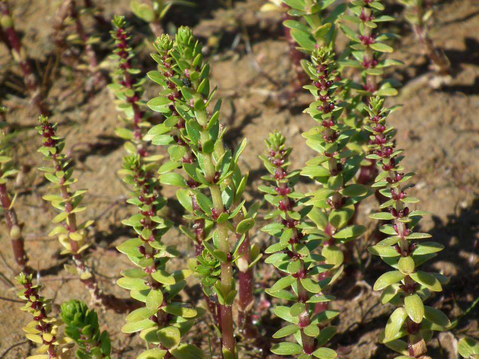 Image of Four-Leaf Mare's-Tail