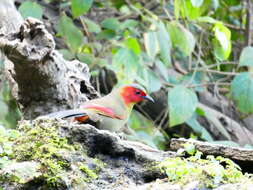 Image of Crimson-winged Liocichla