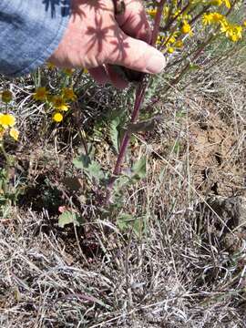 Image of Oak Creek ragwort