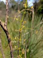 Image de Drosera erythrogyne N. Marchant & Lowrie