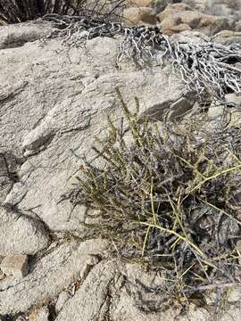 Image of Cylindropuntia tesajo (Engelm. ex J. M. Coult.) F. M. Knuth