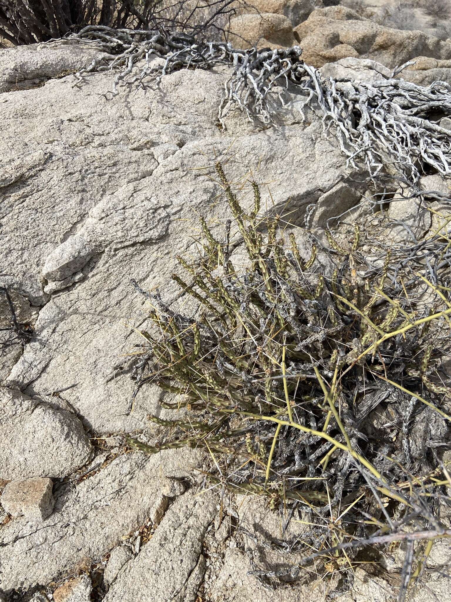 Image of Cylindropuntia tesajo (Engelm. ex J. M. Coult.) F. M. Knuth