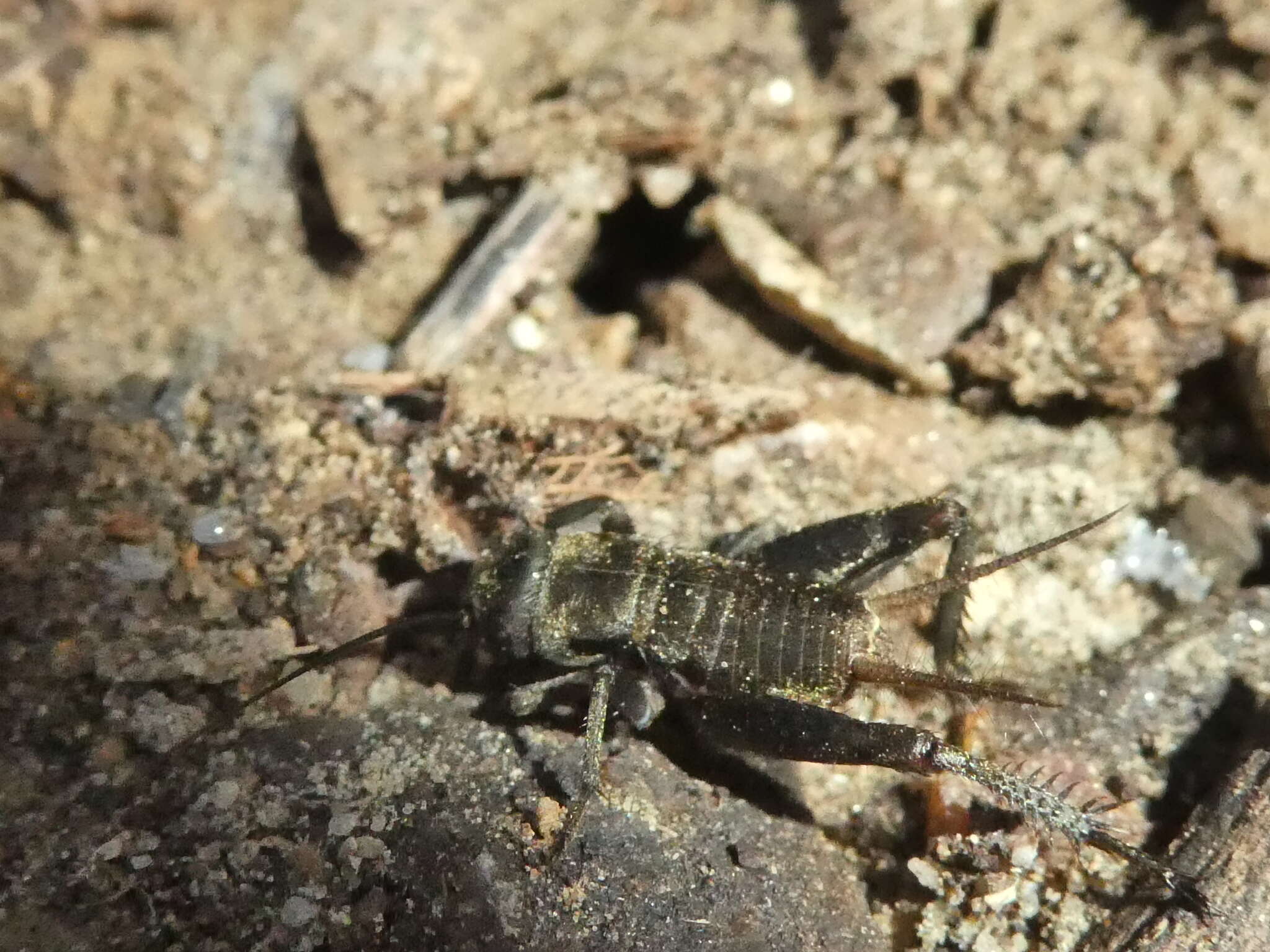 Image of Lone-chirp Field Cricket