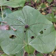 Image of Golden Harvestman