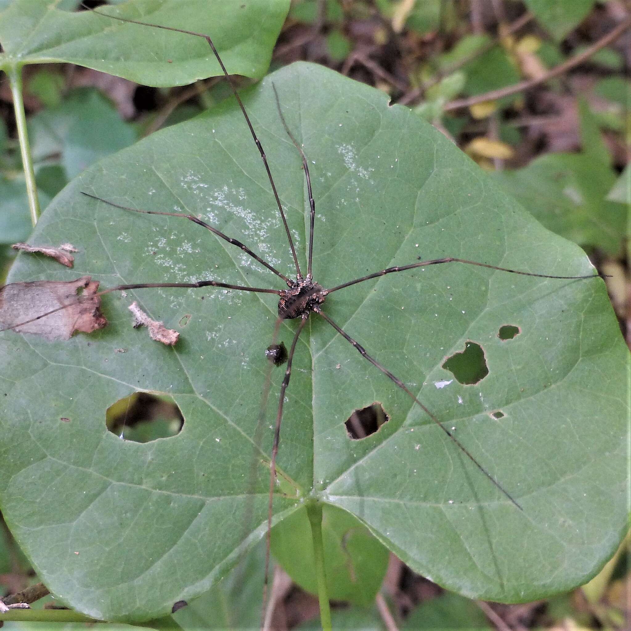 Image of Golden Harvestman